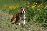 AMSTAFF ADULT 445